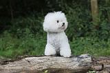 BICHON FRISE 152